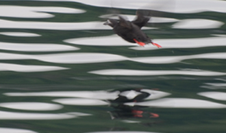 知床半島ウトロ海域における海鳥保護と持続可能な海域利用の取り組み