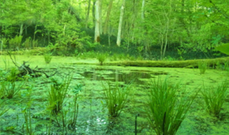 大沼ラムサール条約湿地の活用の協働取組