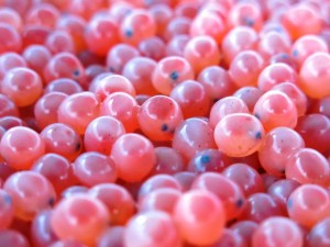 IMG_0039S