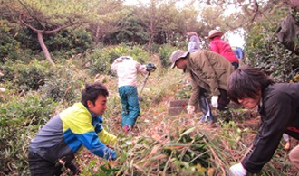 伊島の宝：ササユリの保全活動からはじめる、自然の恵みを活かした持続可能な地域づくりプロジェクト