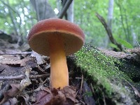 活動紹介(写真)